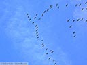 Sandhill Crane