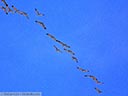 Sandhill Crane