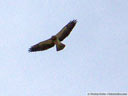 Swainson's Hawk