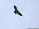 Swainson's Hawk