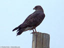 Swainson's Hawk