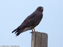 Swainson's Hawk