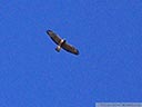 Swainson's Hawk