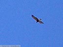 Swainson's Hawk