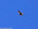 Swainson's Hawk