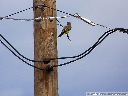 Western Kingbird
