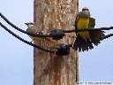 Western Kingbird