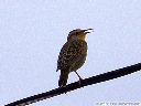 Western Meadowlark