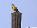 Western Meadowlark