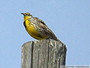 Western Meadowlark