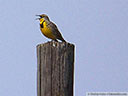 Western Meadowlark