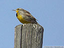 Western Meadowlark