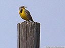 Western Meadowlark